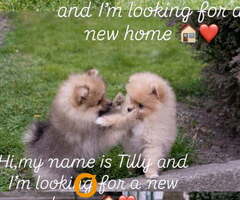 Štenci pomeranaca vrhunskog, šampionskog  porekla