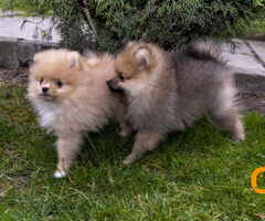 Štenci pomeranaca vrhunskog, šampionskog  porekla - 3