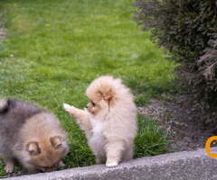 Štenci pomeranaca vrhunskog, šampionskog  porekla - 5