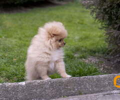 Štenci pomeranaca vrhunskog, šampionskog  porekla - 6