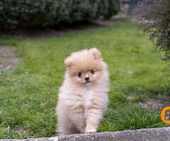 Štenci pomeranaca vrhunskog, šampionskog  porekla - 7
