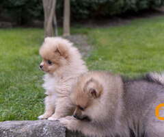 Štenci pomeranaca vrhunskog, šampionskog  porekla - 8