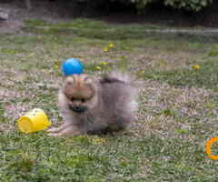 Štenci pomeranaca vrhunskog, šampionskog  porekla - 9