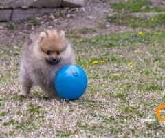 Štenci pomeranaca vrhunskog, šampionskog  porekla - 10