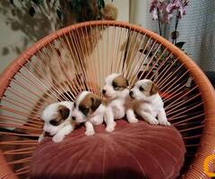 Džek Rasel Terijer, štenci