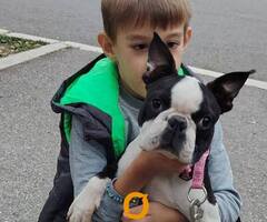 Boston terijer mužjak