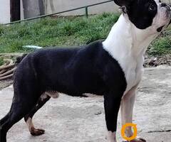 Boston terijer mužjak - 2