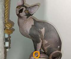 Mačak SPHYNX dostupan za parenje