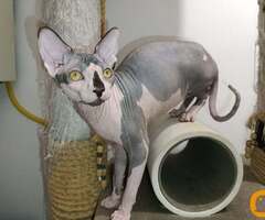 Mačak SPHYNX dostupan za parenje - 2