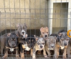 American bully XL / XXL