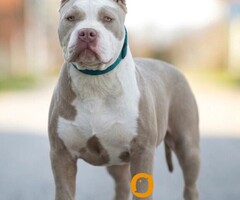 American bully XL / XXL - 3