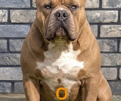 American bully XL / XXL - 4
