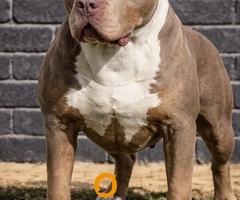 American bully XL / XXL - 5