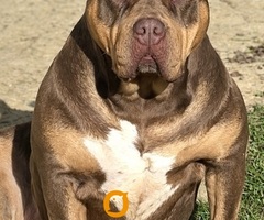 American bully XL / XXL - 6