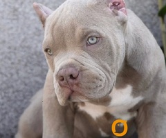 American bully XL / XXL - 7