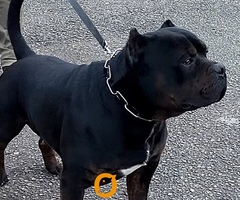 American bully XL / XXL - 8