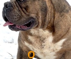 American bully XL / XXL - 9