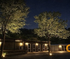 American bully XL / XXL - 10