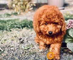 Crvena patuljasta pudla