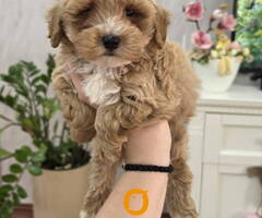 Maltipoo stenci spremni su za preuzimanje