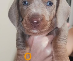 Štenci jazavičara - 3