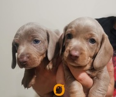 Štenci jazavičara - 5