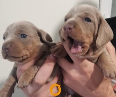 Štenci jazavičara - 6