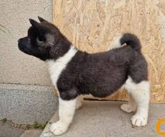 Američka Akita štenci