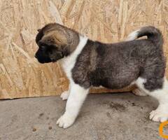 Američka Akita štenci - 2