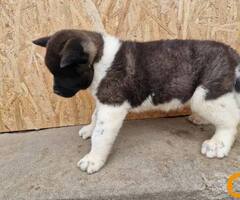 Američka Akita štenci - 3