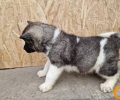 Američka Akita štenci - 4