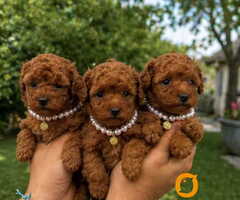 Teacup pudle