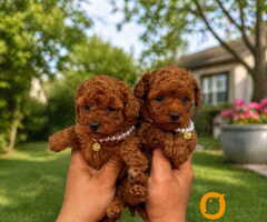 Teacup pudle - 2