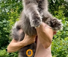Maine Coon mačići - 2