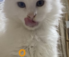 Maine Coon mačići - 3
