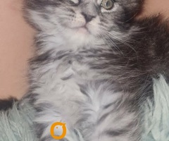 Maine Coon mačići - 5