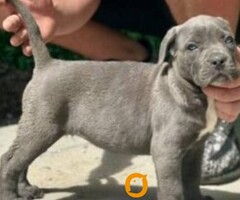 Cane Corso štenci