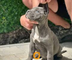 Cane Corso štenci - 2