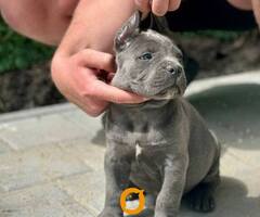 Cane Corso štenci - 3