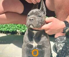 Cane Corso štenci - 5