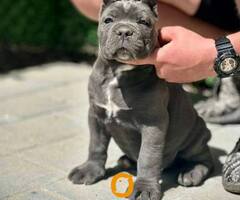Cane Corso štenci - 6