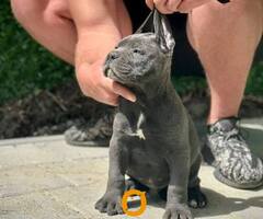 Cane Corso štenci - 8