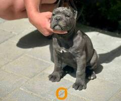 Cane Corso štenci - 9