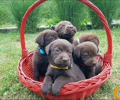 Braon Labrador štenci - 2