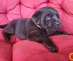 Braon Labrador štenci - 4