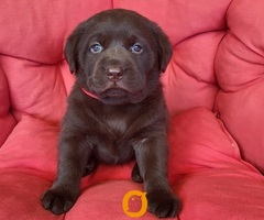 Braon Labrador štenci - 5