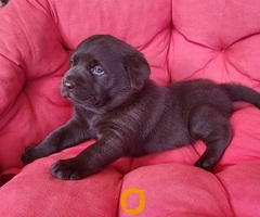 Braon Labrador štenci - 9