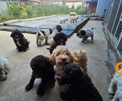 Lagotto Romagnolo štenci - 2