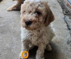 Lagotto Romagnolo štenci - 3
