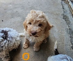 Lagotto Romagnolo štenci - 4